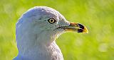 Ring-billed Gull Profile_DSCF21086